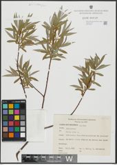 Foto von Salix alba L.